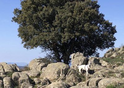 Perros en la Sierra de Guadarrama