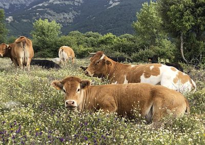 Vacas relajadas pastando sentadas