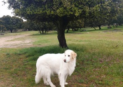 Perro blanco grande y tranquilo en medio del campo