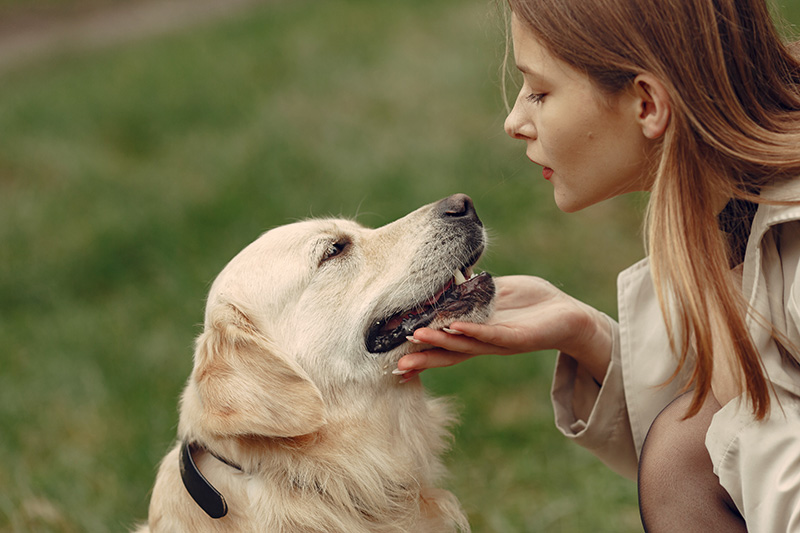 Chica hablando con su perro Golden Retriever muy obediente