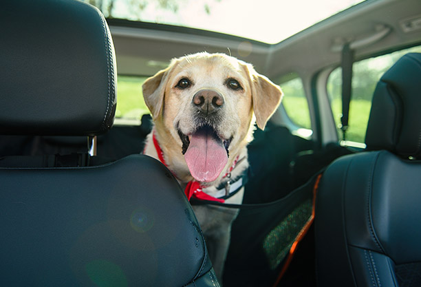 Labrador en medio de los asientos del coche sonriendo