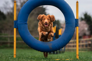 perro saltando dentro de un aro de un agility