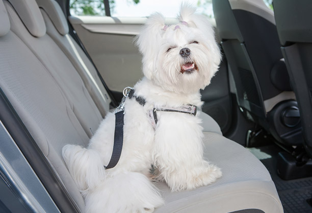Perro pequeño y blanco en el asiento trasero del coche