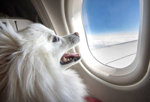 perro en un avión mirando por la ventanilla