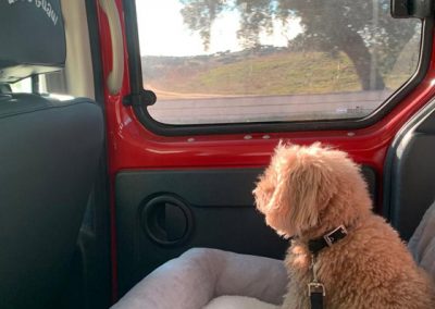 Perro caniche relajado en viaje en coche. Rutas con tu perro por la Sierra