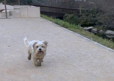 Perro blanco, Westy, corriendo feliz