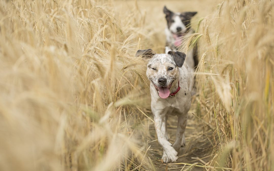 Perros disfrutando en cultivo de trigo