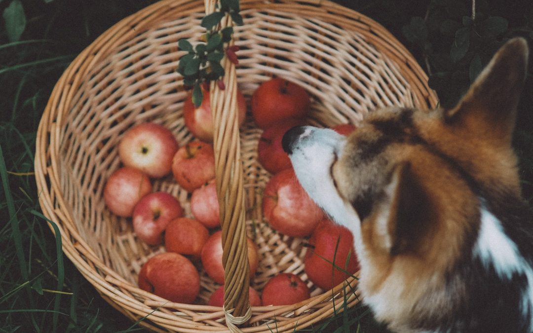 Las frutas más recomendables para los perros